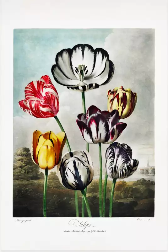 Tulipes du temple de flore Robert John Thornton - reproduction tableau