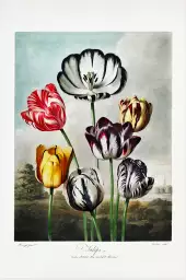 Tulipes du temple de flore Robert John Thornton - reproduction tableau