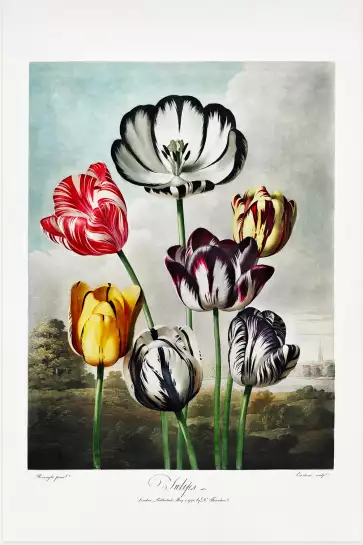 Tulipes du temple de flore Robert John Thornton - reproduction tableau