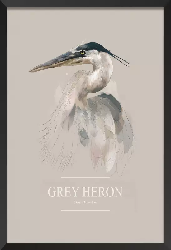 Héron cendré - affiche oiseaux