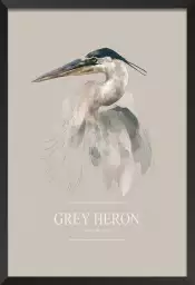 Héron cendré - affiche oiseaux