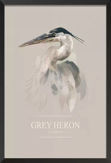 Héron cendré - affiche oiseaux