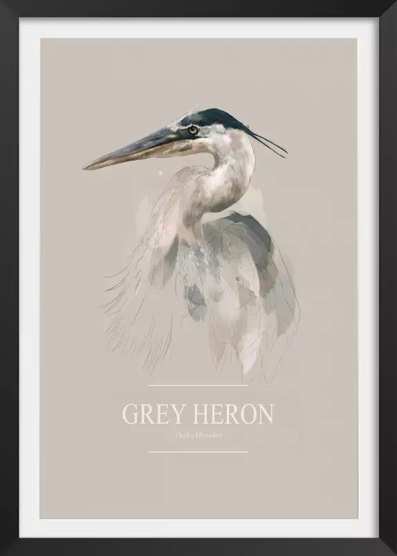 Héron cendré - affiche oiseaux