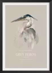 Héron cendré - affiche oiseaux