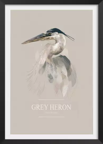 Héron cendré - affiche oiseaux