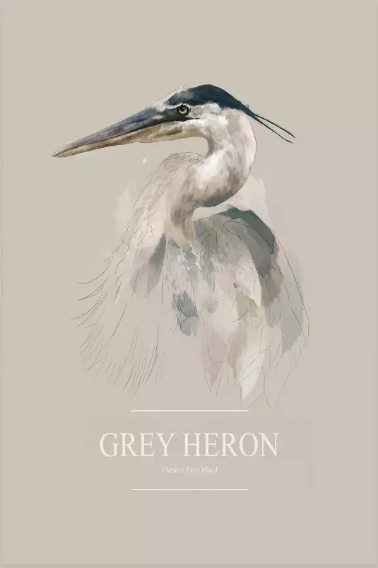 Héron cendré - affiche oiseaux