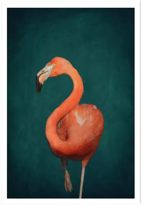 Flamant rose vert - affiche oiseaux