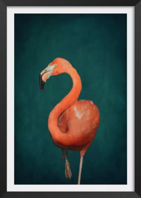 Flamant rose vert - affiche oiseaux