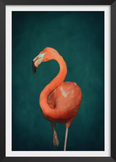 Flamant rose vert - affiche oiseaux