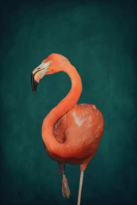 Flamant rose vert - affiche oiseaux