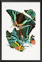 Planche entomologique papillon 3 - poster vintage