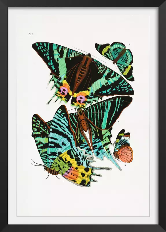 Planche entomologique papillon 3 - poster vintage