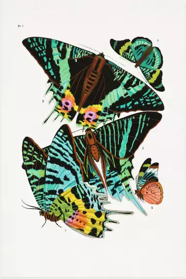 Planche entomologique papillon 3 - poster vintage