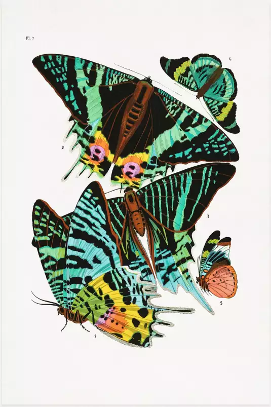 Planche entomologique papillon 3 - poster vintage