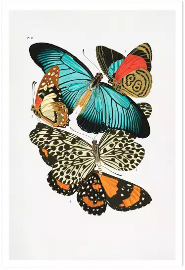 Planche entomologique Papillons 1 - poster vintage
