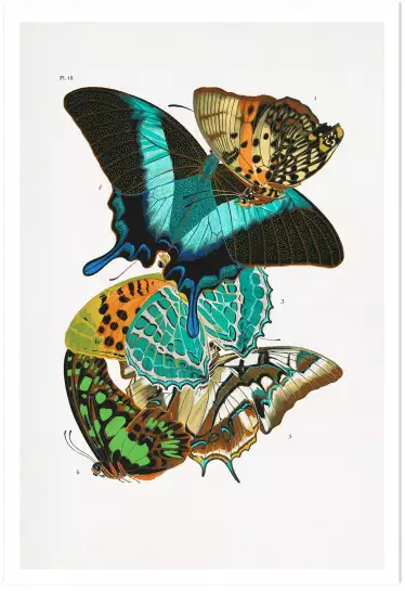 Planche entomologique Papillons 5 - poster vintage