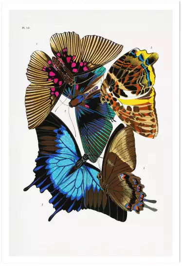 Planche entomologique Papillons 4 - poster vintage