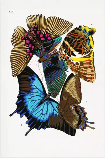 Planche entomologique Papillons 4 - poster vintage