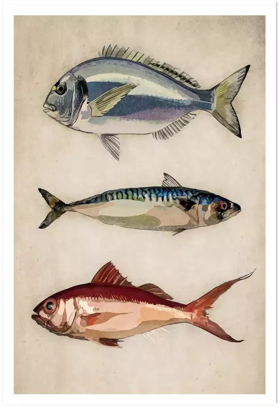 Poissons argentés - affiche poisson