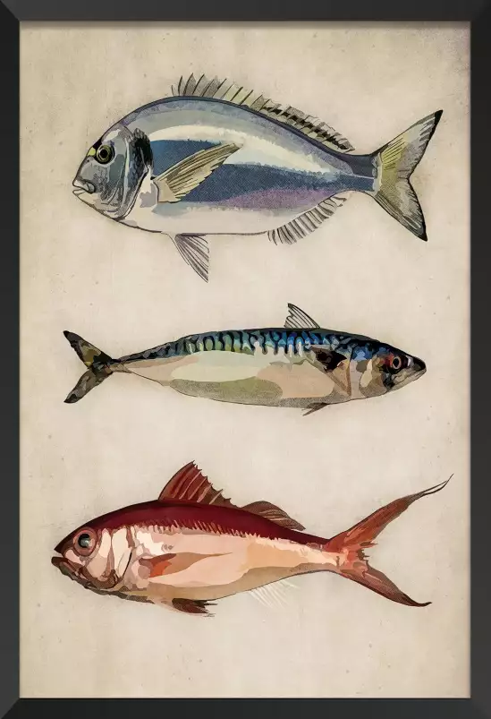 Poissons argentés - affiche poisson