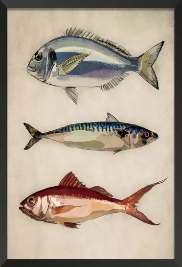 Poissons argentés - affiche poisson