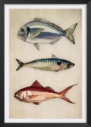 Poissons argentés - affiche poisson