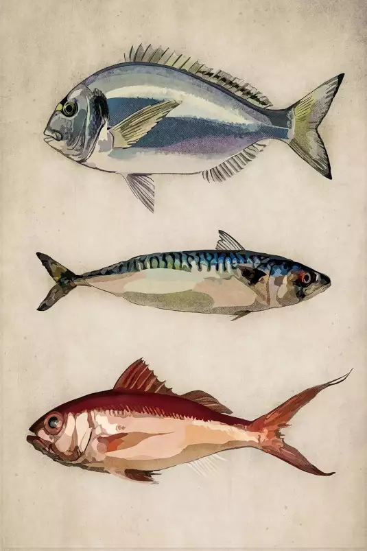 Poissons argentés - affiche poisson