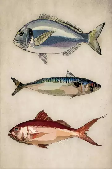 Poissons argentés - affiche poisson