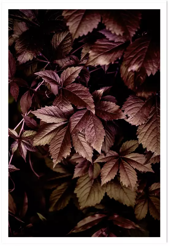 Automne au jardin - affiche feuille