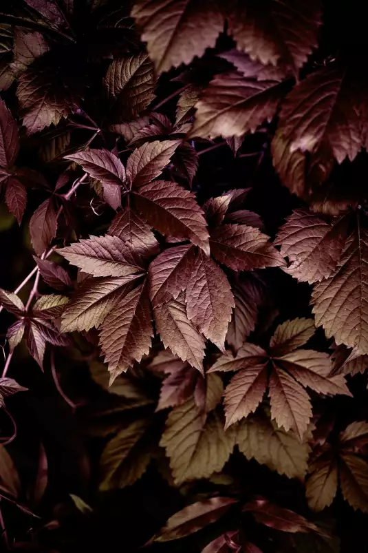 Automne au jardin - affiche feuille