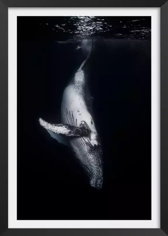 Baleine noire - affiche baleine