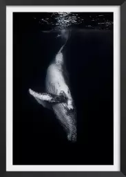 Baleine noire - affiche baleine