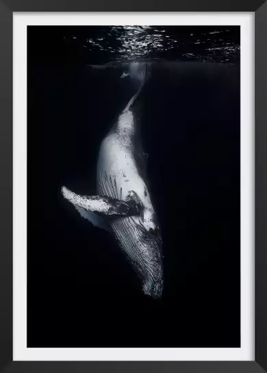 Baleine noire - affiche baleine