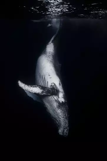 Baleine noire - affiche baleine