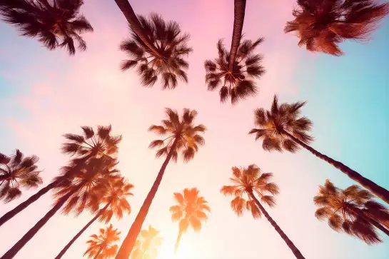 Beverly hills sunset - affiche palmier rose