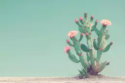 Figuier de Barbarie - affiche cactus