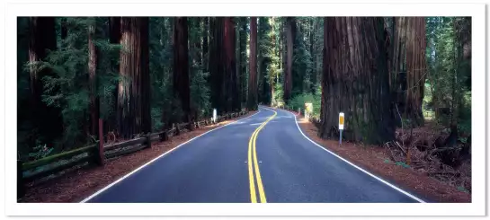 Séquoia road - affiche nature