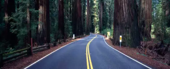 Séquoia road - affiche nature