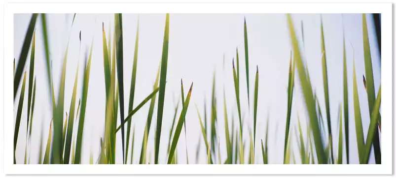 Herbe Latifolia - affiche plantes