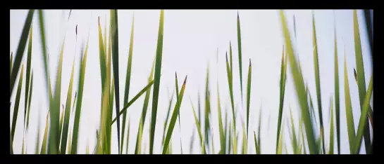 Herbe Latifolia - affiche plantes