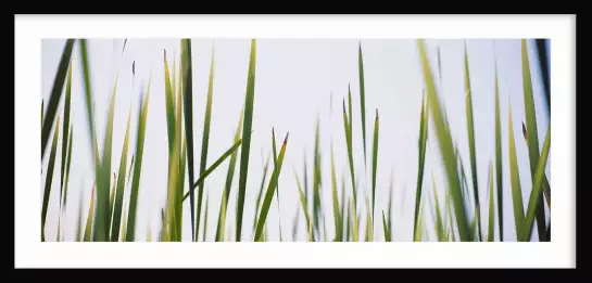 Herbe Latifolia - affiche plantes