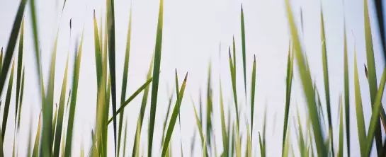 Herbe Latifolia - affiche plantes