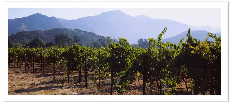 Vignes de Napa Valley - affiche paysage