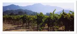 Vignes de Napa Valley - affiche paysage