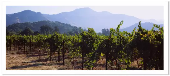 Vignes de Napa Valley - affiche paysage