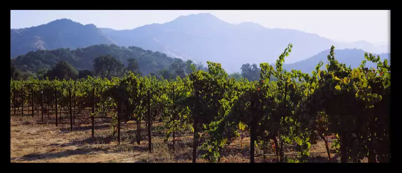 Vignes de Napa Valley - affiche paysage