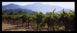 Vignes de Napa Valley - affiche paysage