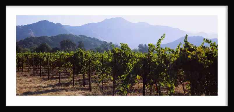 Vignes de Napa Valley - affiche paysage