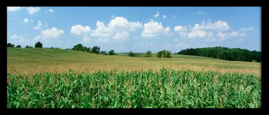 Mais en folie dans le Wyoming - affiche paysage