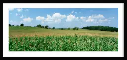 Mais en folie dans le Wyoming - affiche paysage